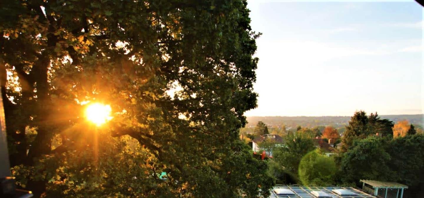 250-year-old English Oak canopy at sunrise