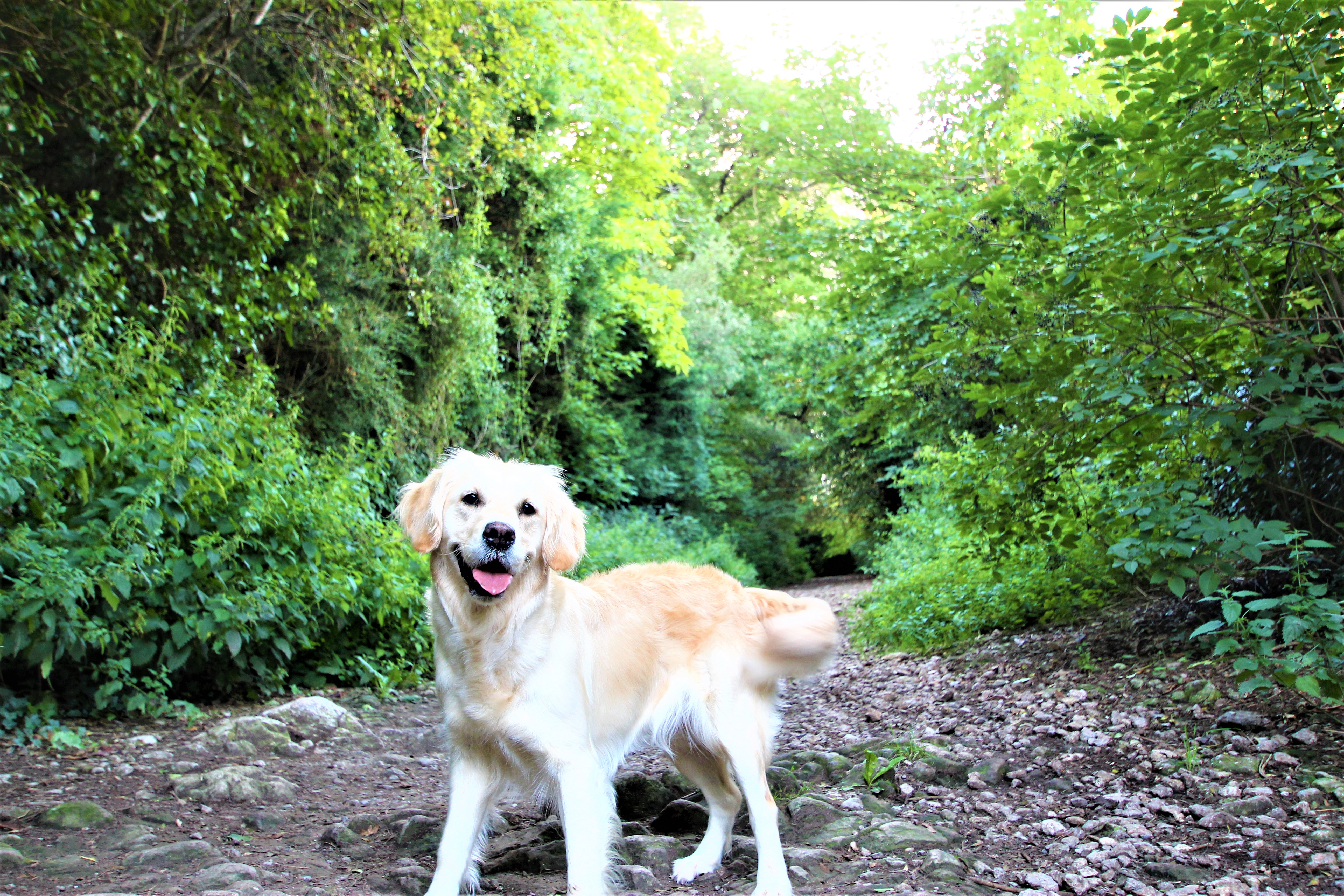 Dog walks