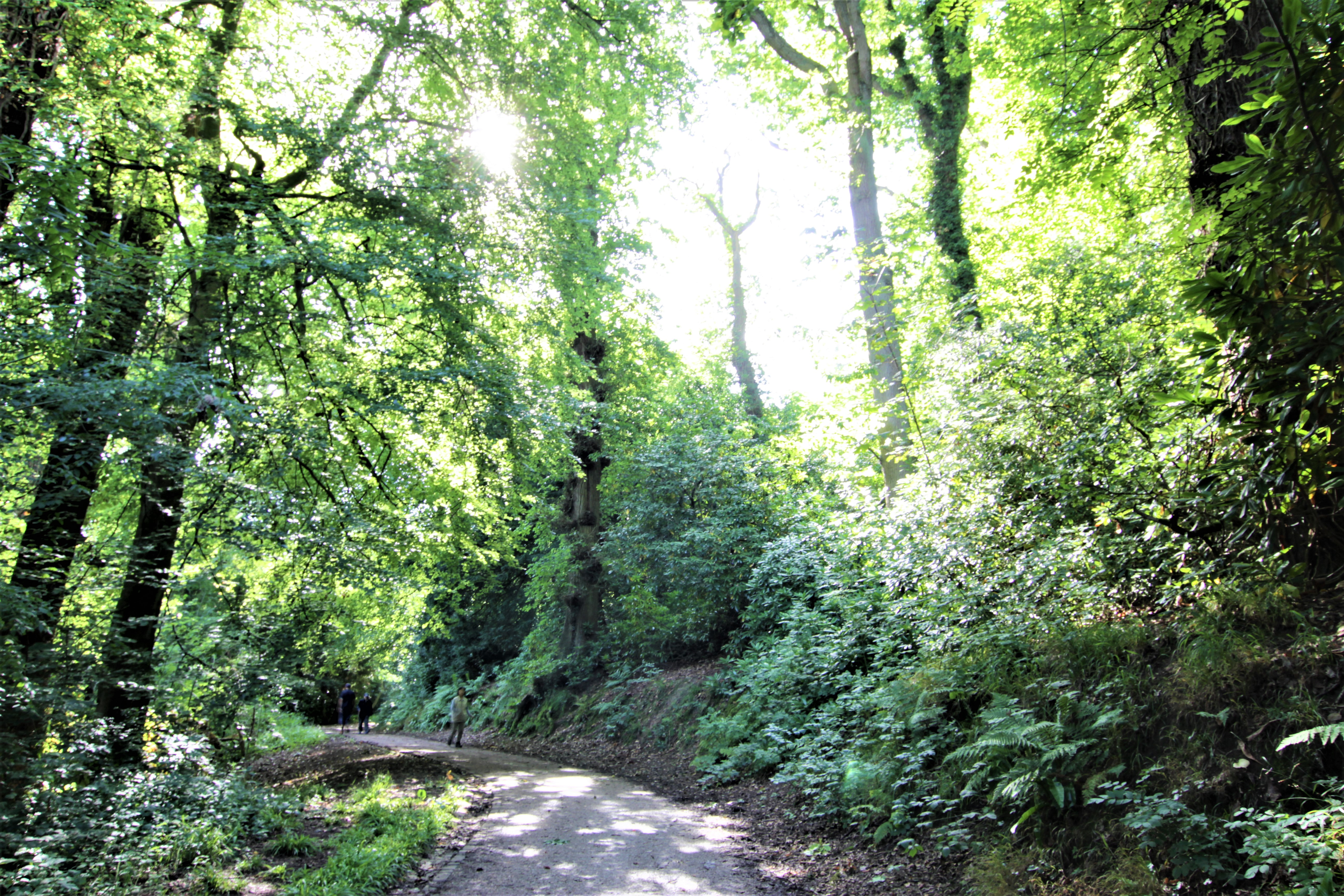 Local walk