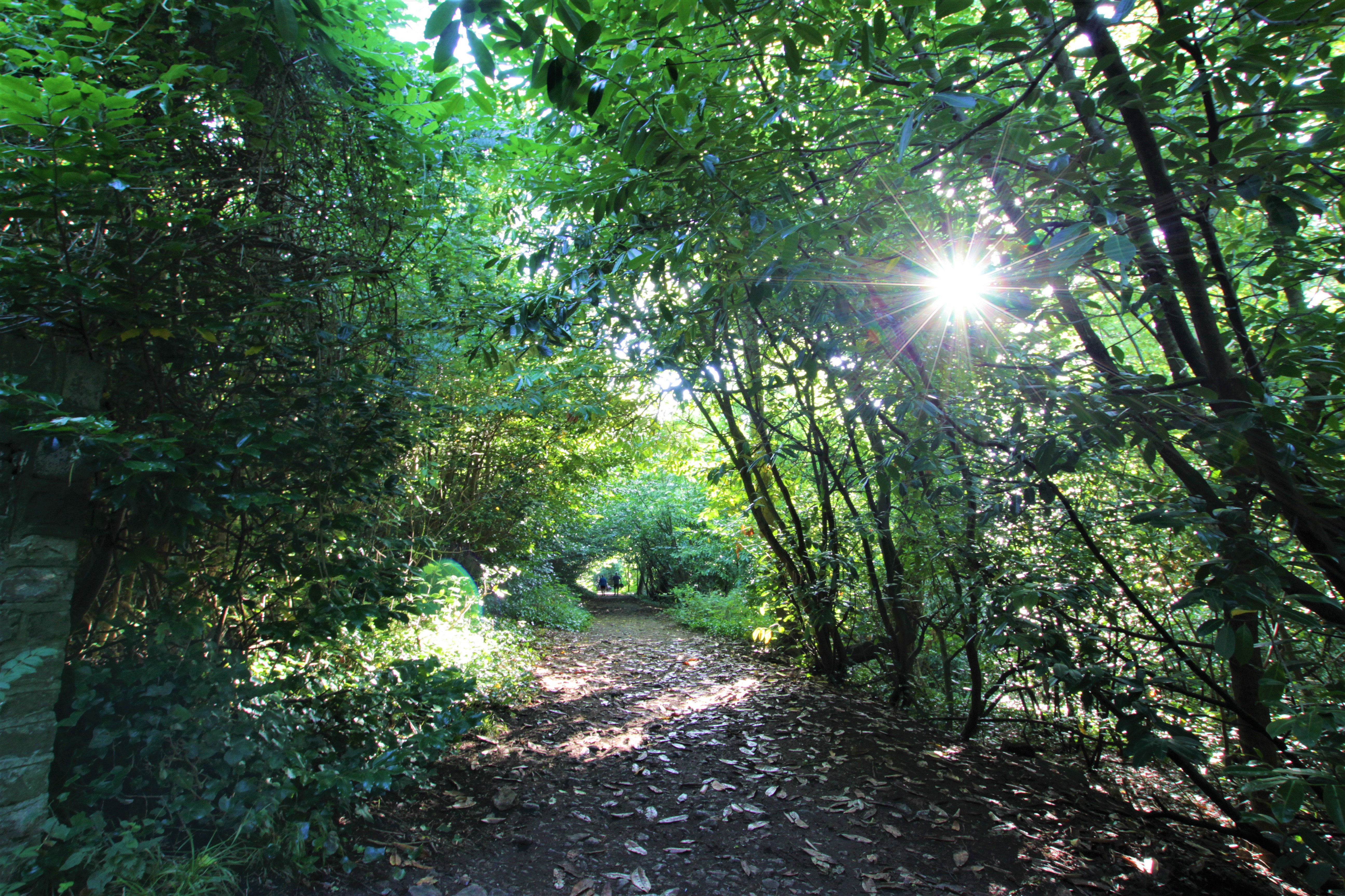 Ancient woods